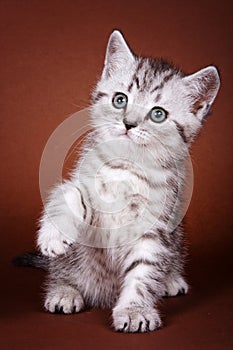 Striped cute british kitten raised his paw