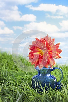 Striped dalia in blue vase photo