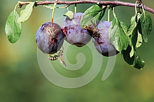 Strisce pericoloso insetti vespe volò giardino sul ramo 