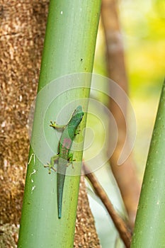 Striped Day Gecko - Phelsuma lineata