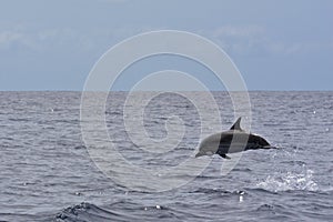 Striped Dolphin photo