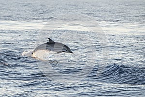 Striped dolphin close up portrait at sunset while jumping