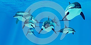 Striped Dolphin Family