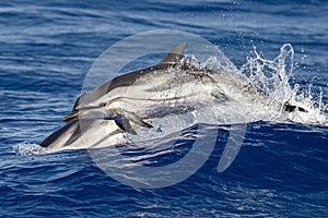 Striped dolphin jumpin