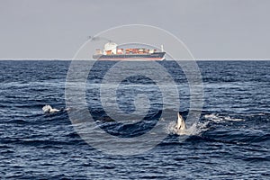 Striped dolphin jumpin at sunset in front of container ship