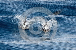 Striped dolphin jumping close up