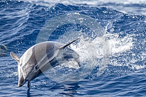 Striped Dolphin while jumping in the deep blue sea