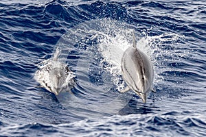 Striped Dolphin while jumping in the deep blue sea