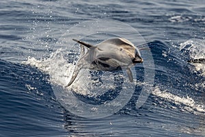 Striped Dolphin while jumping in the deep blue sea