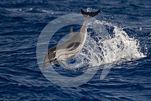 Striped Dolphin while jumping in the deep blue sea