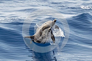 Striped Dolphin while jumping in the deep blue sea