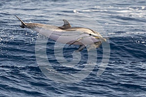 Striped Dolphin while jumping in the deep blue sea