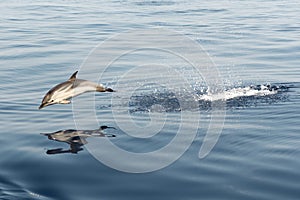 Striped dolphin playing in the air