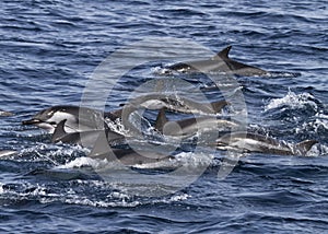Striped dolphin pod Stenella coeruleoalba swimming fast photo