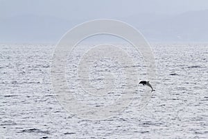 The striped dolphin Stenella coeruleoalba  jumping