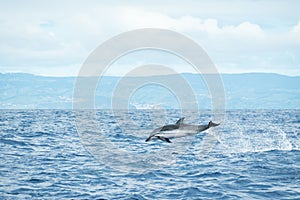 A Striped Dolphin Stenella coeruleoalba leaps out of the water in the Atlantic Ocean off the coast of Pico Island in the Azores