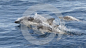 Striped Dolphin - Stenella coeruleoalba - Mother and two babies - Mediterranean Sea, Canet-en-Roussillon , France