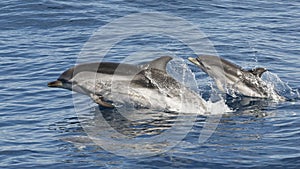 Striped Dolphin - Stenella coeruleoalba - Mother and two babies - Mediterranean Sea, Canet-en-Roussillon , France