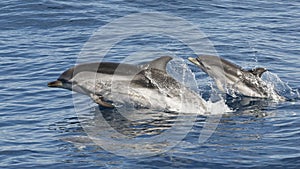 Striped Dolphin - Stenella coeruleoalba - Mother and two babies - Mediterranean Sea, Canet-en-Roussillon , France photo