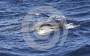 Striped Dolphin (Stenella coeruleoalba) Strait of Gibraltar, Spain