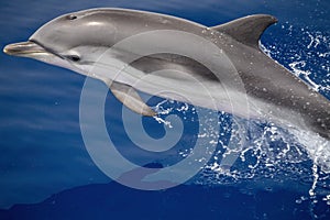 Striped dolphin stenella while jumping