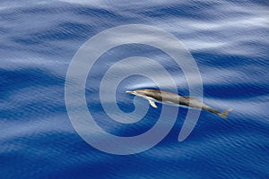 Striped dolphin stenella while jumping