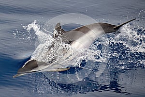 Striped dolphin stenella while jumping