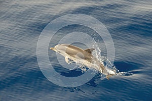 Striped dolphin stenella while jumping