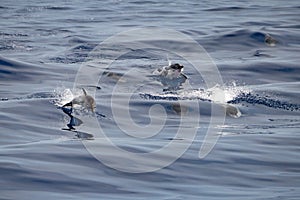 Striped dolphin stenella while jumping