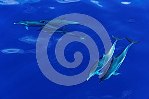 Striped Dolphins of the Carribian Island of Dominica photo