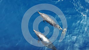 striped dolphins jumping outside the sea and surfin the waves slow motion footage 240 fps