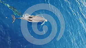 striped dolphins jumping outside the sea and surfin the waves slow motion footage 240 fps