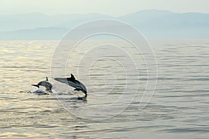 striped dolphins jumping wild and free striped dolphin, Stenella coeruleoalba, in the coast of Genoa, Ligurian Sea, Italy at