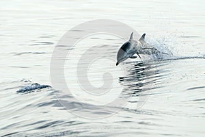 striped dolphins jumping wild and free striped dolphin, Stenella coeruleoalba, in the coast of Genoa, Ligurian Sea, Italy at