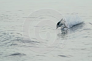 striped dolphins jumping wild and free striped dolphin, Stenella coeruleoalba, in the coast of Genoa, Ligurian Sea, Italy at