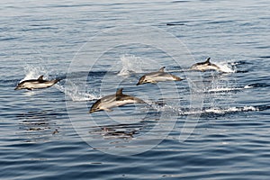 Striped dolphins playing in the air