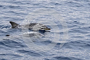 Striped dolphins stenella ceruleoalba jumping