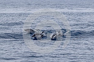 Striped dolphins stenella ceruleoalba jumping photo