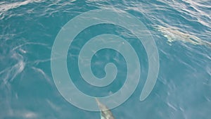 Striped dolphins Stenella coeruleoalba swimming fast alongside the prow of a boat between the Mediterranean Sea and the Atlantic