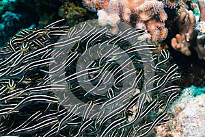 Striped eel catfish