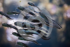 Striped eel catfish Plotosus lineatus