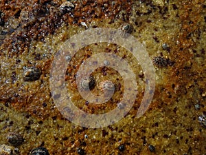 the striped false limpet (Siphonaria pectinata) on the rock