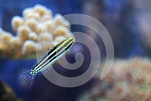 Striped fang blenny