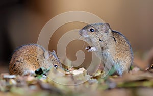 Striped field mice nice posing together in leaf garbage