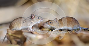 Striped field mice pair in dispute and conflict