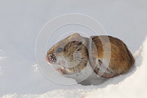 Striped Field Mouse above snow hole belted with the tail