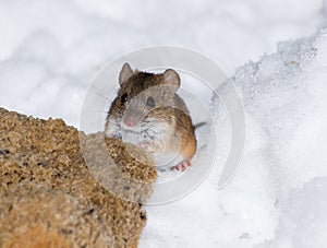 Striped Field Mouse, Apodemus agrarius