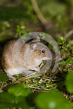 Striped Field Mouse, Apodemus agrarius