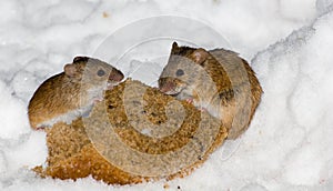 Striped Field Mouse, Apodemus agrarius