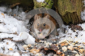 Striped field mouse (Apodemus agrarius) having some food in front of her burrow